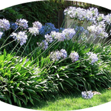 Agapanthus africanus 'Twister' vaso 9 cm
