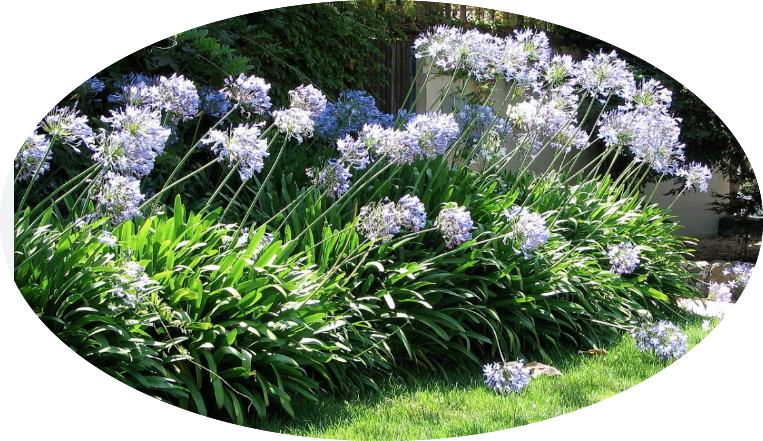 Agapanthus africanus 'Twister' vaso 9 cm