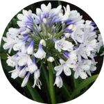 Agapanthus africanus 'Twister' vaso 9 cm