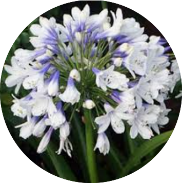 Agapanthus africanus 'Twister' vaso 9 cm