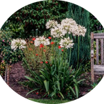 Agapanthus africanus 'Albus' vaso 19 cm