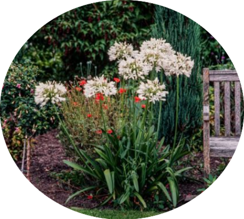 Agapanthus africanus 'Albus' vaso 19 cm