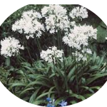Agapanthus africanus 'Albus' vaso 19 cm