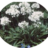 Agapanthus africanus 'Albus' vaso 19 cm
