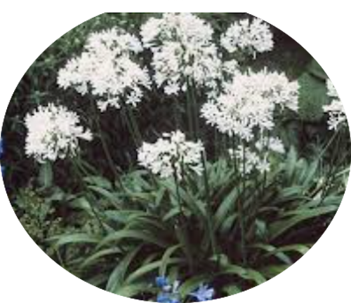 Agapanthus africanus 'Albus' vaso 19 cm