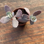 Kalanchoe pumila