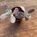 Kalanchoe pumila