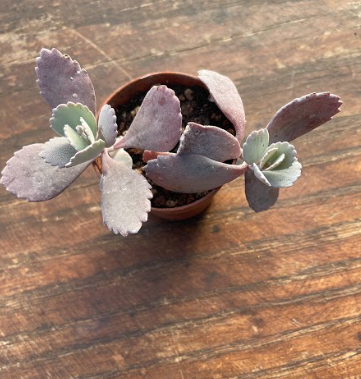 Kalanchoe pumila