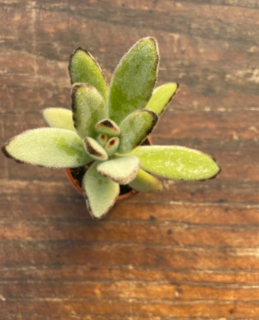Kalanchoe Tomentosa