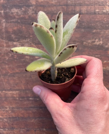 Kalanchoe Tomentosa