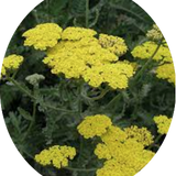 Achillea millefolium Yellow vaso 10/12