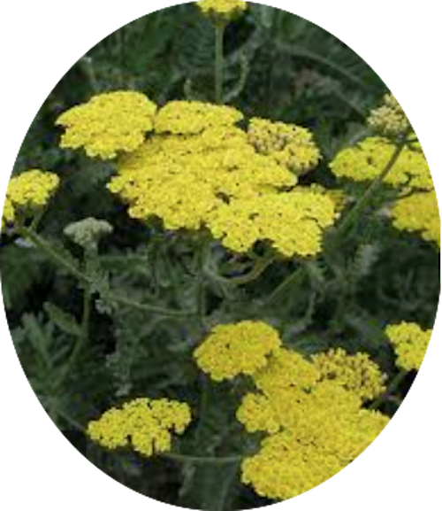 Achillea millefolium Yellow vaso 10/12