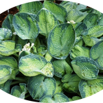 Hosta ' Tokudama Aureonebulosa