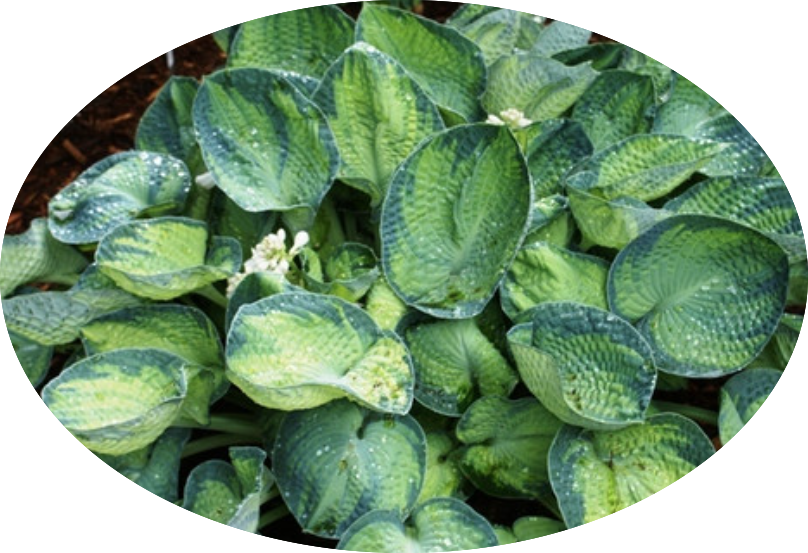 Hosta ' Tokudama Aureonebulosa