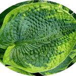 Hosta ' Tokudama Aureonebulosa