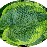 Hosta ' Tokudama Aureonebulosa