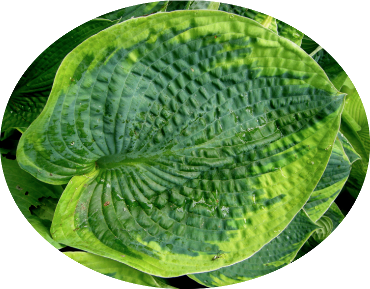 Hosta ' Tokudama Aureonebulosa