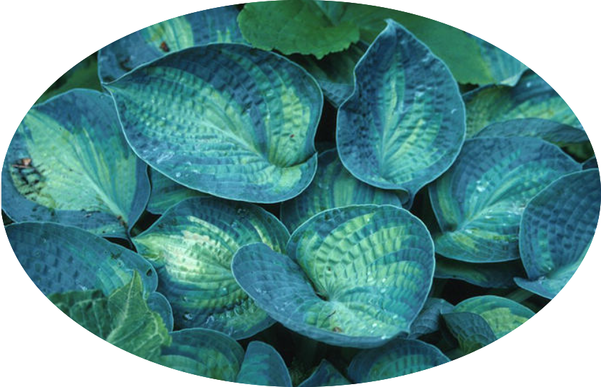 Hosta ' Tokudama Aureonebulosa