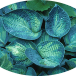 Hosta ' Tokudama Aureonebulosa