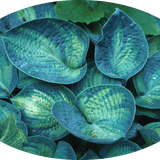 Hosta ' Tokudama Aureonebulosa