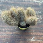Hildewintera aurea crestata