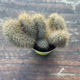 Hildewintera aurea crestata