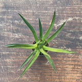 Agave Ocahui Ocahui cm. 20/25 resistenza - 15° gradi