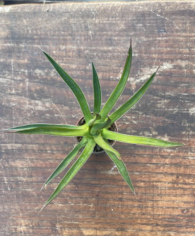 Agave Ocahui Ocahui cm. 20/25 resistenza - 15° gradi