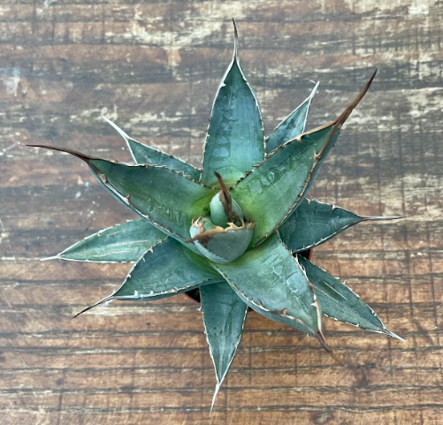 Agave Porpusorum