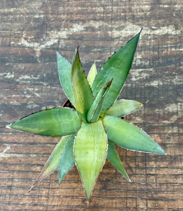 Agave Impressa