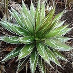Agave Impressa