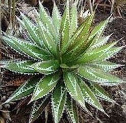 Agave Impressa