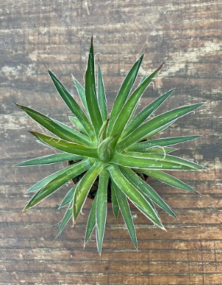 Agave Schidigera Urique