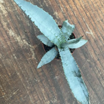 Agave Marmorata