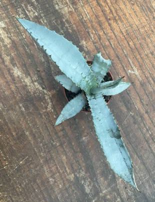 Agave Marmorata