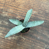 Agave Marmorata