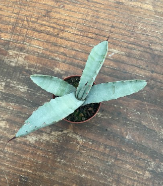 Agave Marmorata