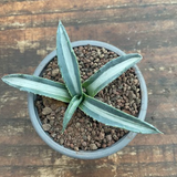 Agave Americana Mediopicta Alba cm. 10