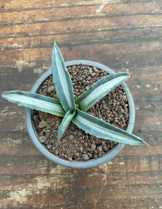 Agave Americana Mediopicta Alba cm. 10