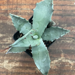 Agave Colorata cm.14/15  (resistenza - 7°)
