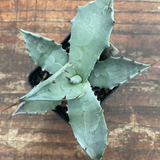 Agave Colorata cm.14/15  (resistenza - 7°)