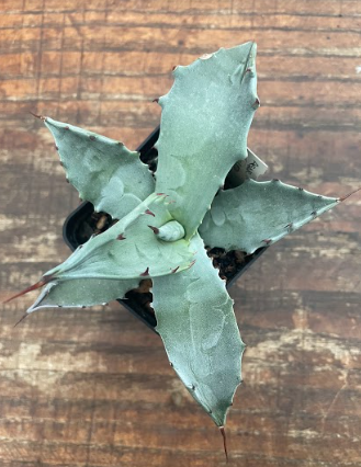 Agave Colorata cm.14/15  (resistenza - 7°)