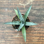 Agave Nigra