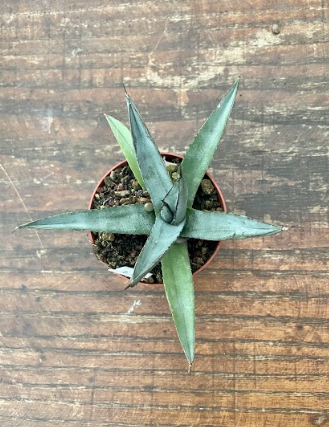 Agave Nigra