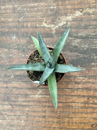 Agave Nigra