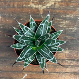 Agave Victoria reginae resistenza - 10°