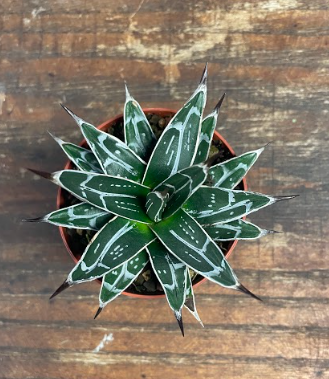 Agave Victoria reginae resistenza - 10°