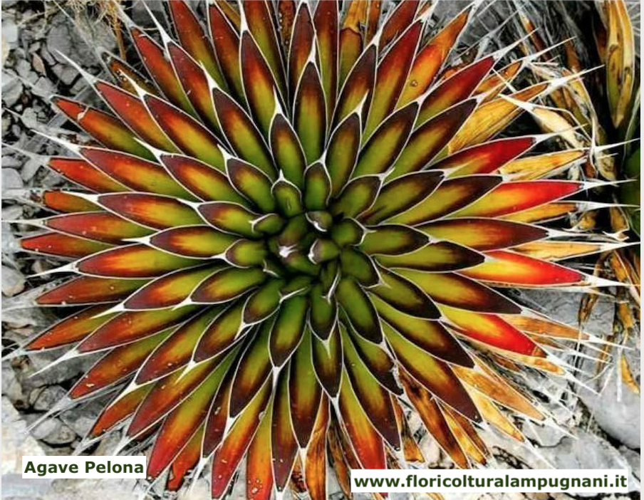 Agave pelona