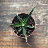 Agave pelona