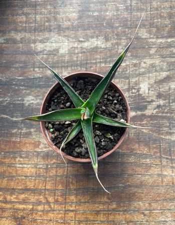 Agave pelona